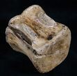 Hadrosaur Vertebra - Two Medicine Formation #13893-2